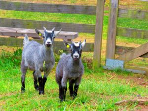 230620_newbabygoats2.jpg