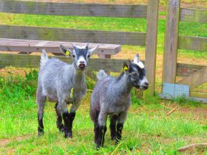 230620_newbabygoats4.jpg