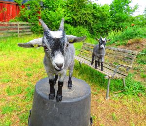 230620_newbabygoats5.jpg