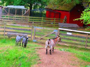 230620_skynewbabygoats1.jpg