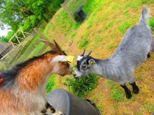 230620_skynewbabygoats2.jpg