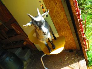 230622_newbabygoats2.jpg