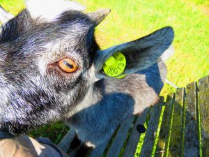 230622_newbabygoats3.jpg