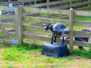 230622_newbabygoats4.jpg