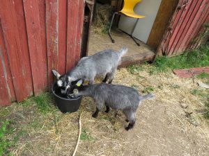 230622_newbabygoats5.jpg