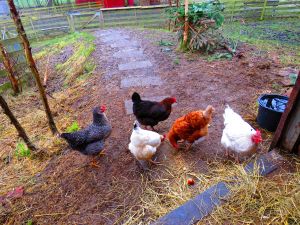 240222_chickens1.jpg