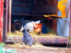 240222_chickens2.jpg