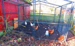 250120_chickens.jpg