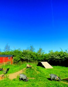 250512_skynellaluna.jpg