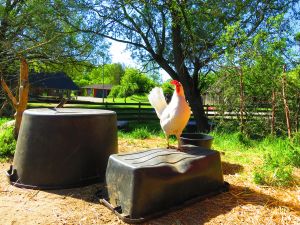 250515_chicken.jpg