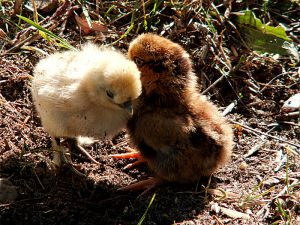 fav_050930_chickens1.jpg