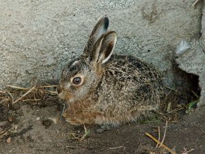 fav_051004_hare.jpg