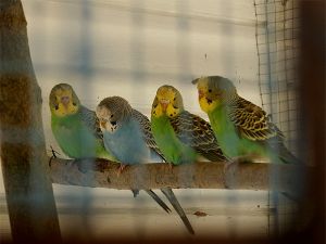 fav_051005_parakeets.jpg