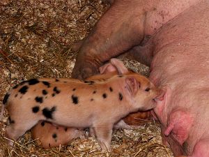 fav_051006_piglets2.jpg