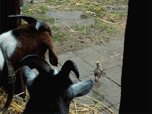 fav_051020_chickengoats.jpg