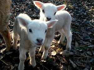 fav_051117_lambs1.jpg