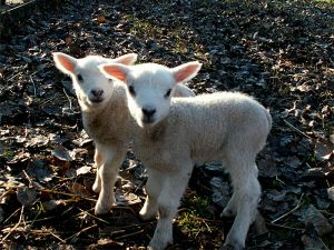 fav_051117_lambs2.jpg