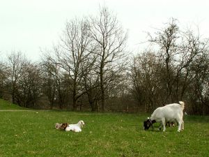 060427_mathildekidsoutside.jpg