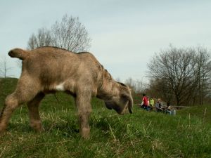 060427_springbok2.jpg