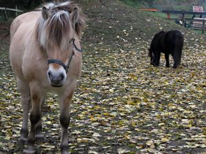 121024_horses.jpg