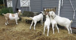 130808_goats.jpg