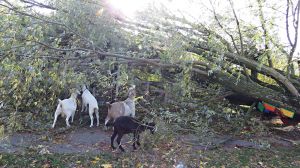 131029_treegoats.jpg