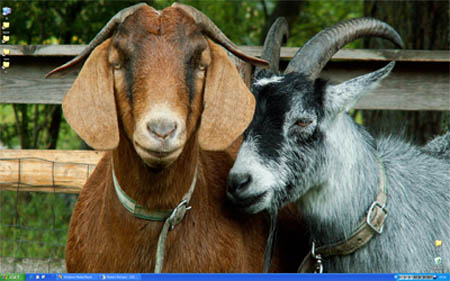 desktop goats