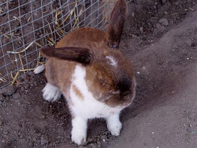 050701_bunny.jpg