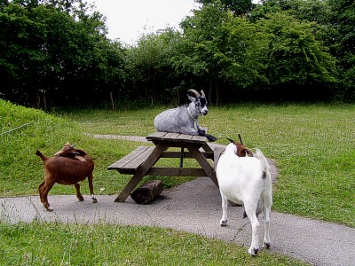 050707_goats.jpg