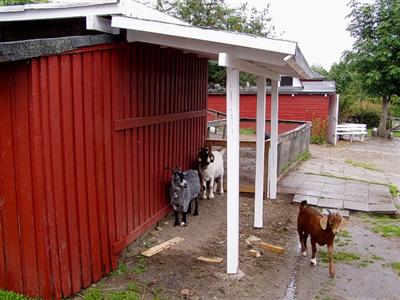 050808_sheltergoats