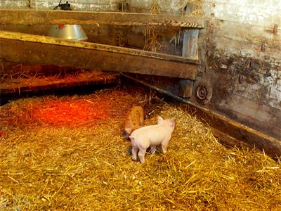 051005_piglets.jpg