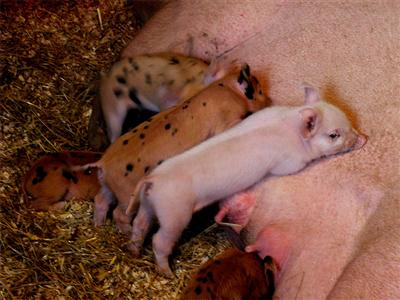 051006_piglets1_th.jpg