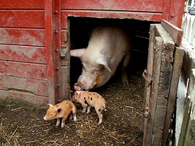 051006_piglets4_th.jpg