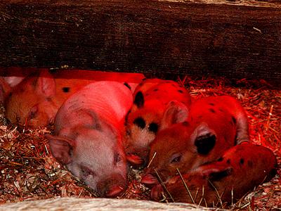 051007_piglets_th.jpg