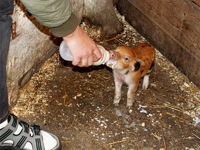 051012_pigletmilk3_th.jpg