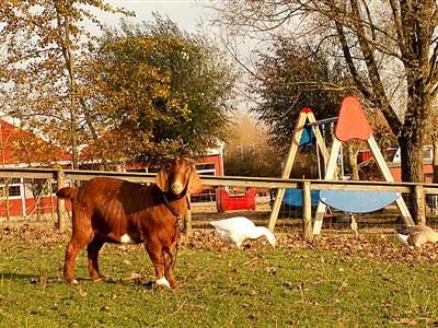 Magnethe the autumn goat