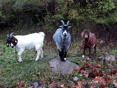 goats in the rain