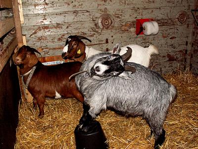 the goats inside
