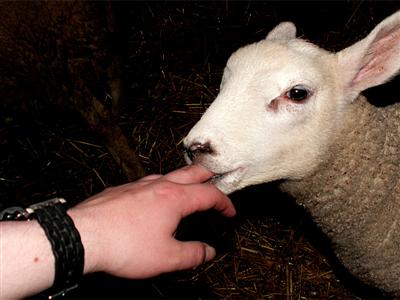 Prince tries to eat my finger