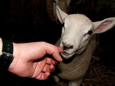 Prince tries to eat my finger