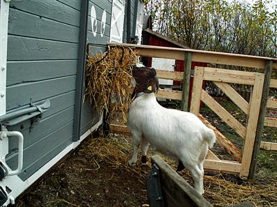 Mathilde waltzing with hay