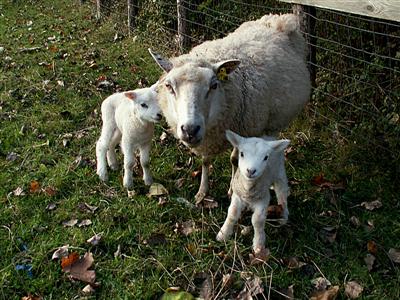 Fregne and her lambs