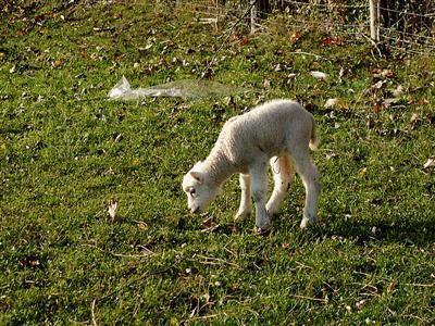 adorable lamb