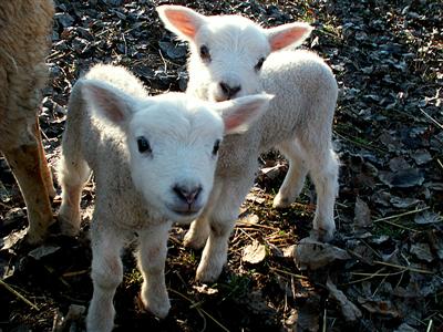 twin lambies