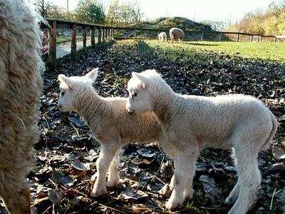 lovely lambs