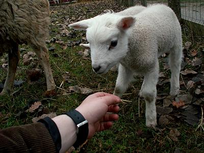 cutey lamb