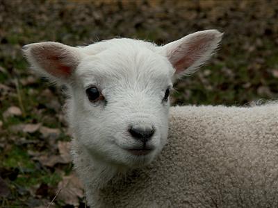 cutey lamb