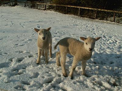 lambs in the snow