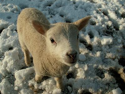 lambs in the snow