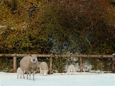 sheep and lambs in the snow